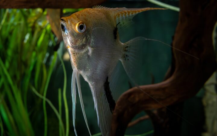 Melek Balığı (Pterophyllum scalare)