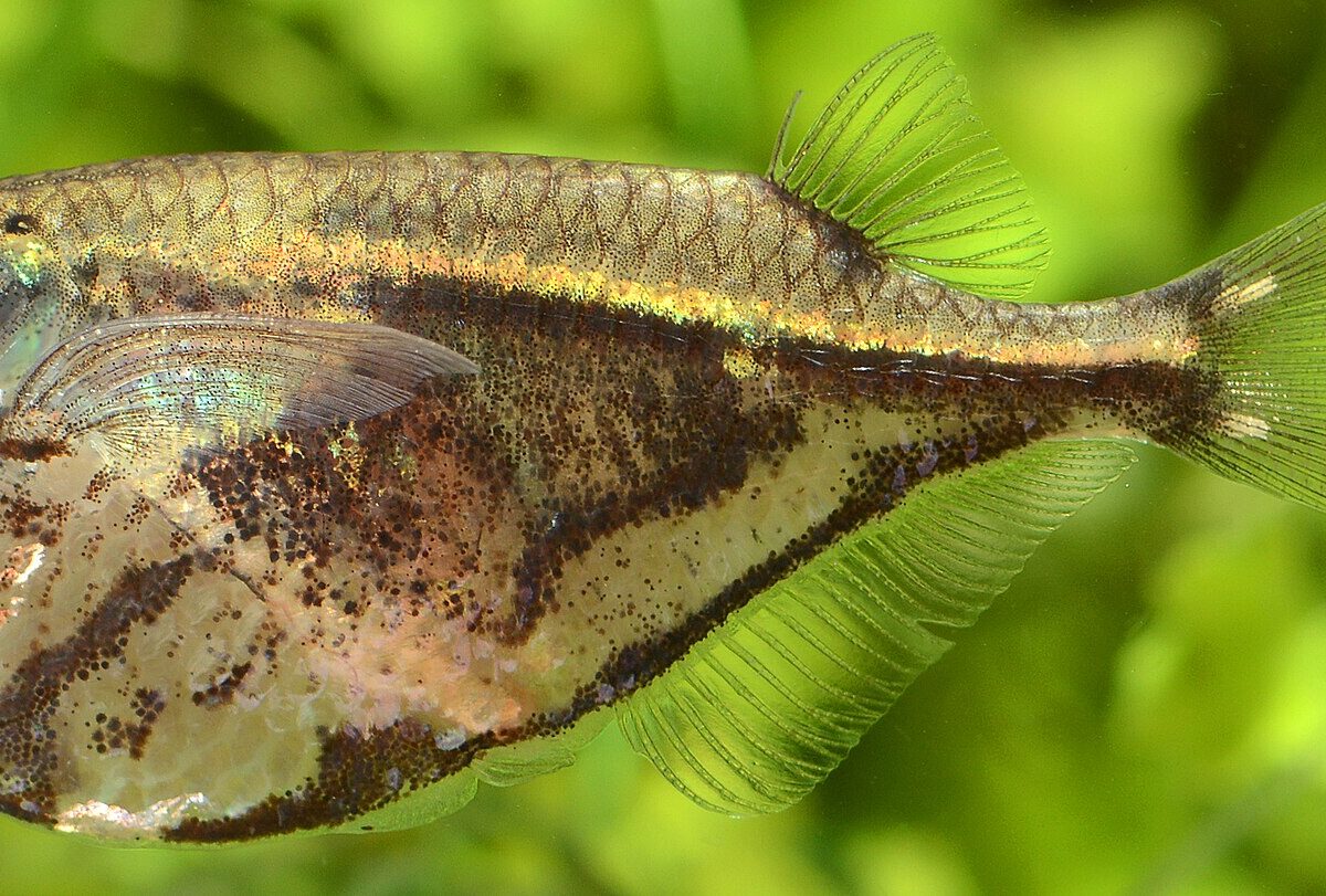Mermer Balta Balığı (Carnegiella strigata)