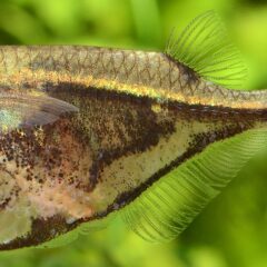 Mermer Balta Balığı (Carnegiella strigata)