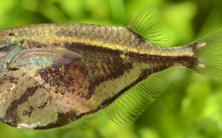 Mermer Balta Balığı (Carnegiella strigata)