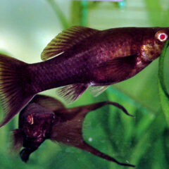 Molly (Poecilia sphenops)