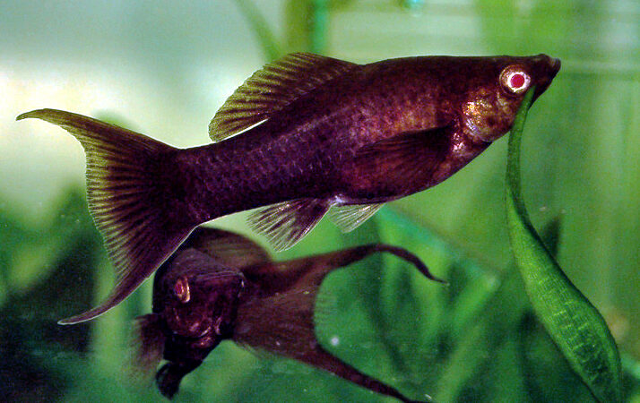 Molly (Poecilia sphenops)