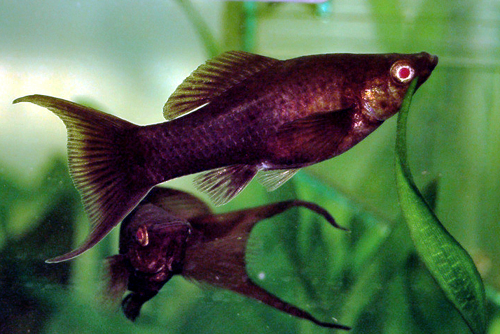 Molly (Poecilia sphenops)