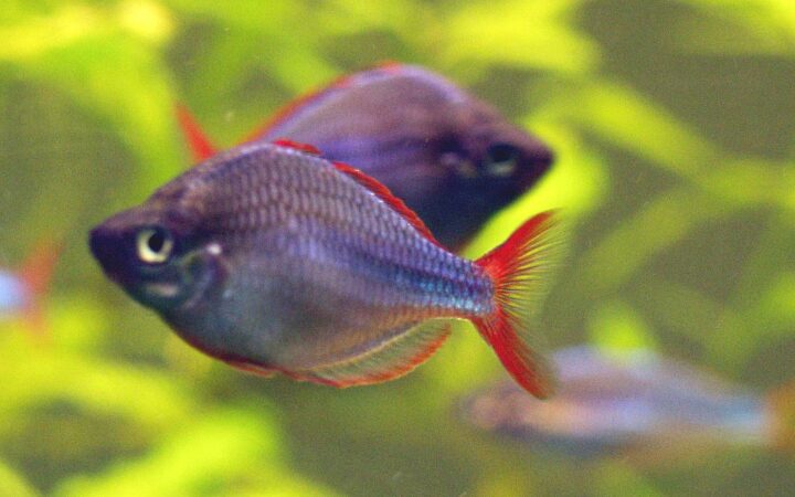 Neon Gökkuşağı Balığı (Melanotaenia praecox)