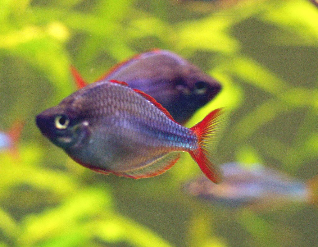 Neon Gökkuşağı Balığı (Melanotaenia praecox)