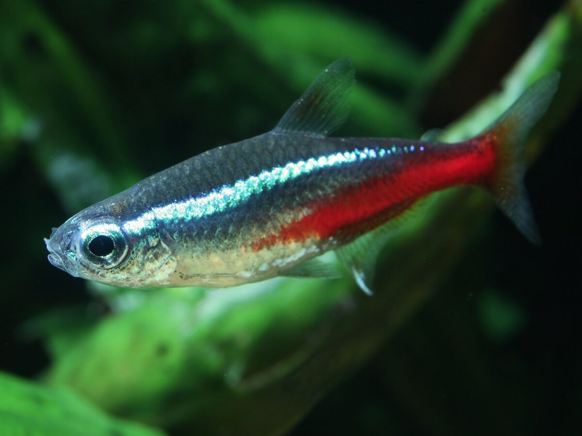 Neon Tetra (Paracheirodon innesi)
