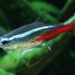 Neon Tetra (Paracheirodon innesi)