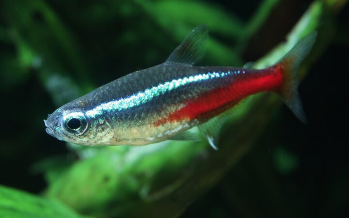Neon Tetra (Paracheirodon innesi)