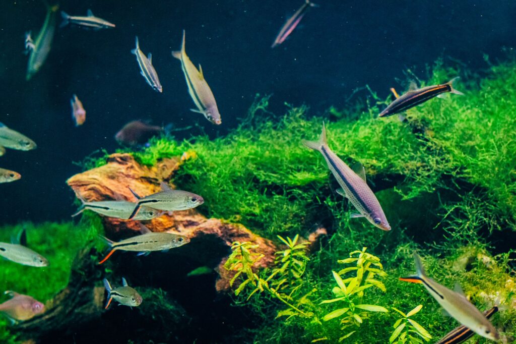 Neon Tetra Hastalığı (Pleistophora): Nasıl Tanınır, Nasıl Önlenir? – görsel 1