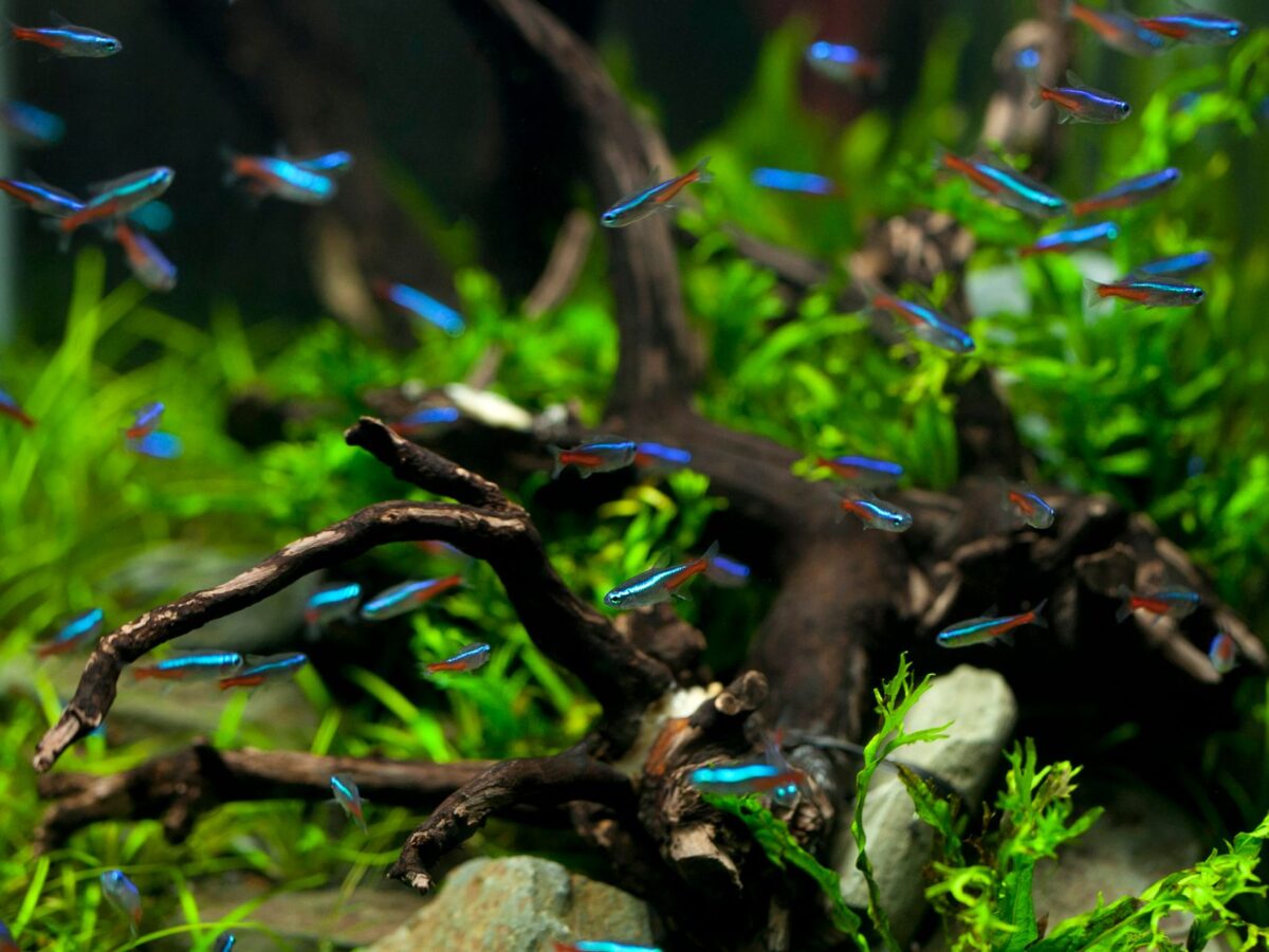 Neon Tetra Hastalığı (Pleistophora): Nasıl Tanınır, Nasıl Önlenir?