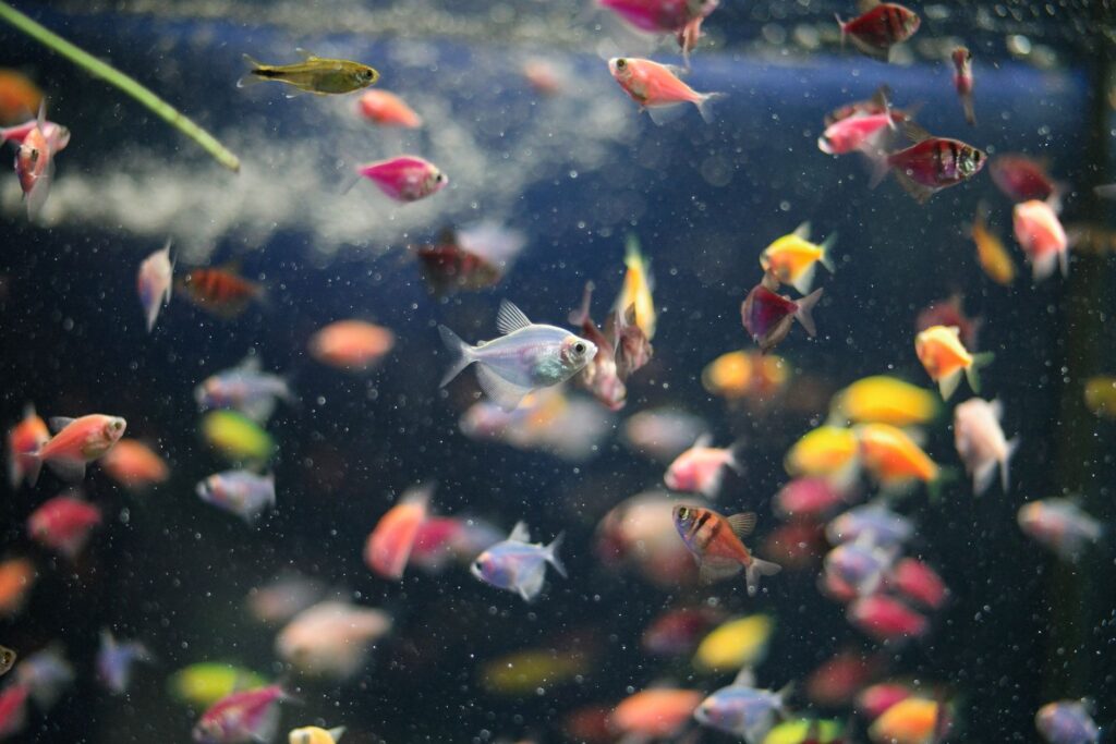 Neon Tetra Hastalığı (Pleistophora): Nasıl Tanınır, Nasıl Önlenir? – görsel 2