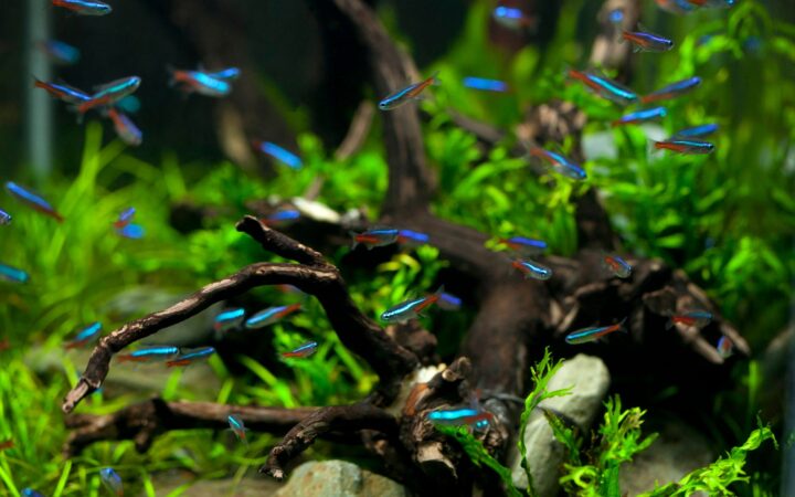 Neon Tetra Hastalığı (Pleistophora): Nasıl Tanınır, Nasıl Önlenir?