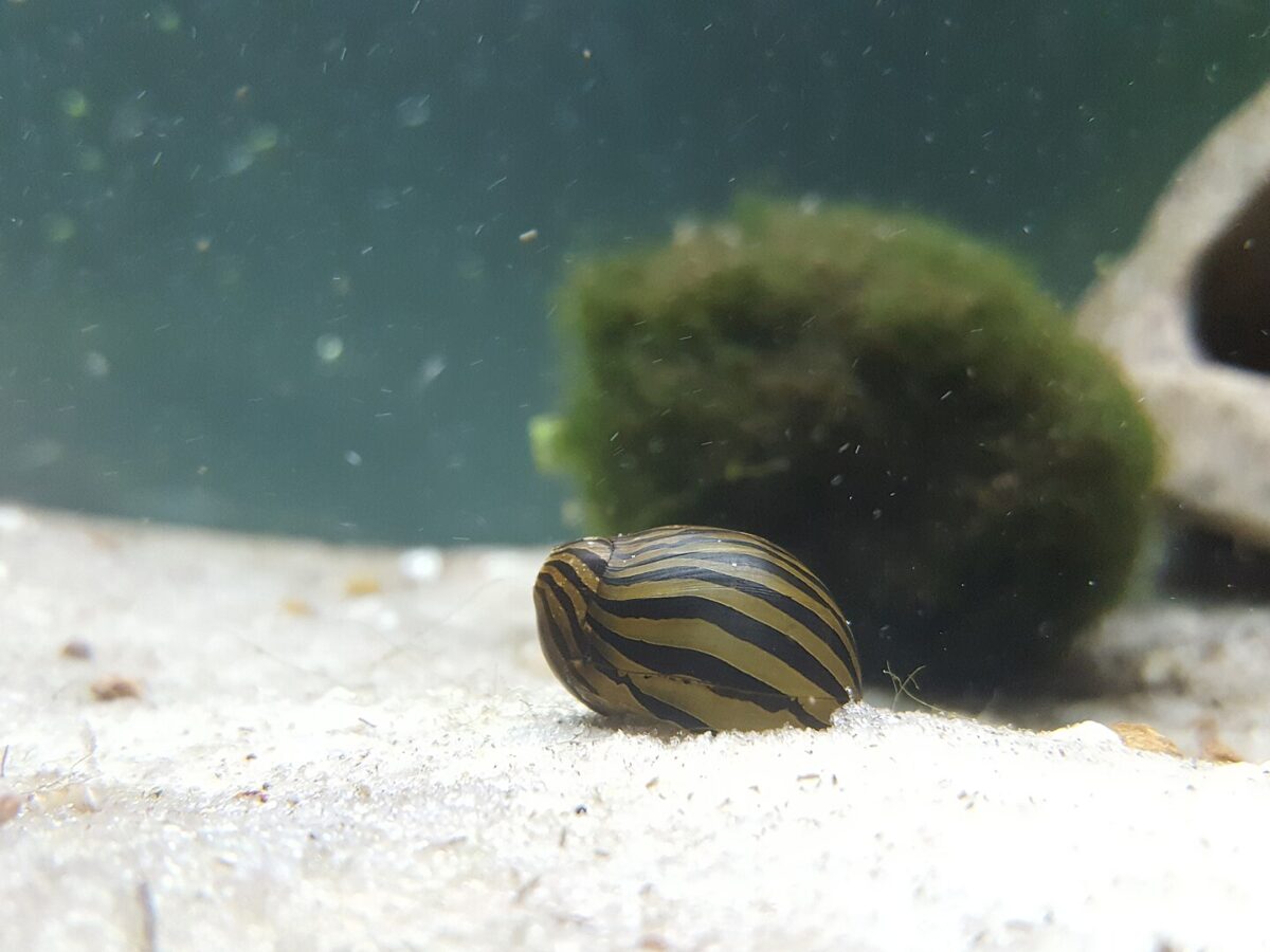 Neritina Salyangozu (Neritina natalensis)