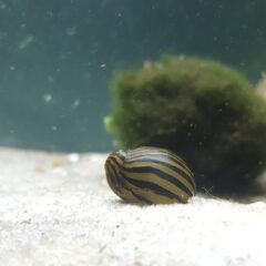 Neritina Salyangozu (Neritina natalensis)