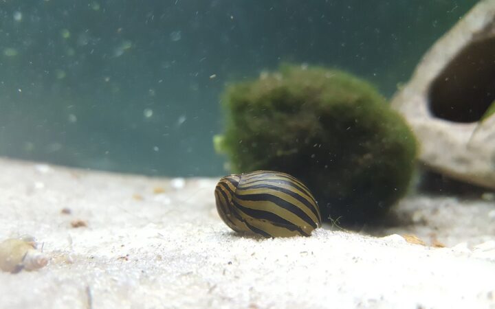 Neritina Salyangozu (Neritina natalensis)