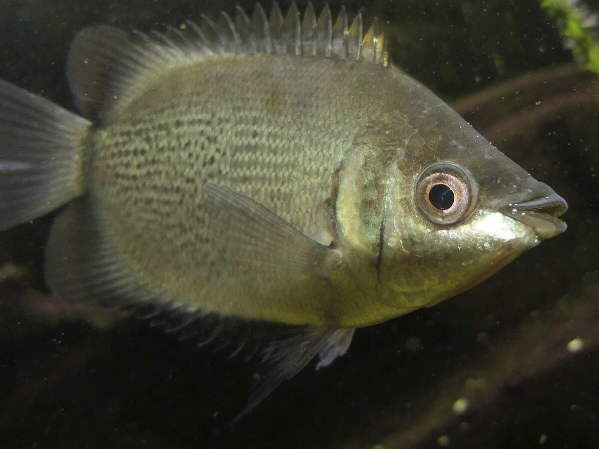 Öpücük Gurami (Helostoma temminckii)