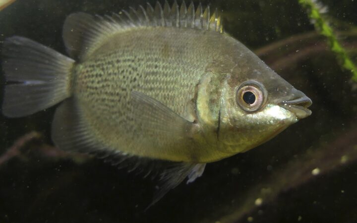 Öpücük Gurami (Helostoma temminckii)