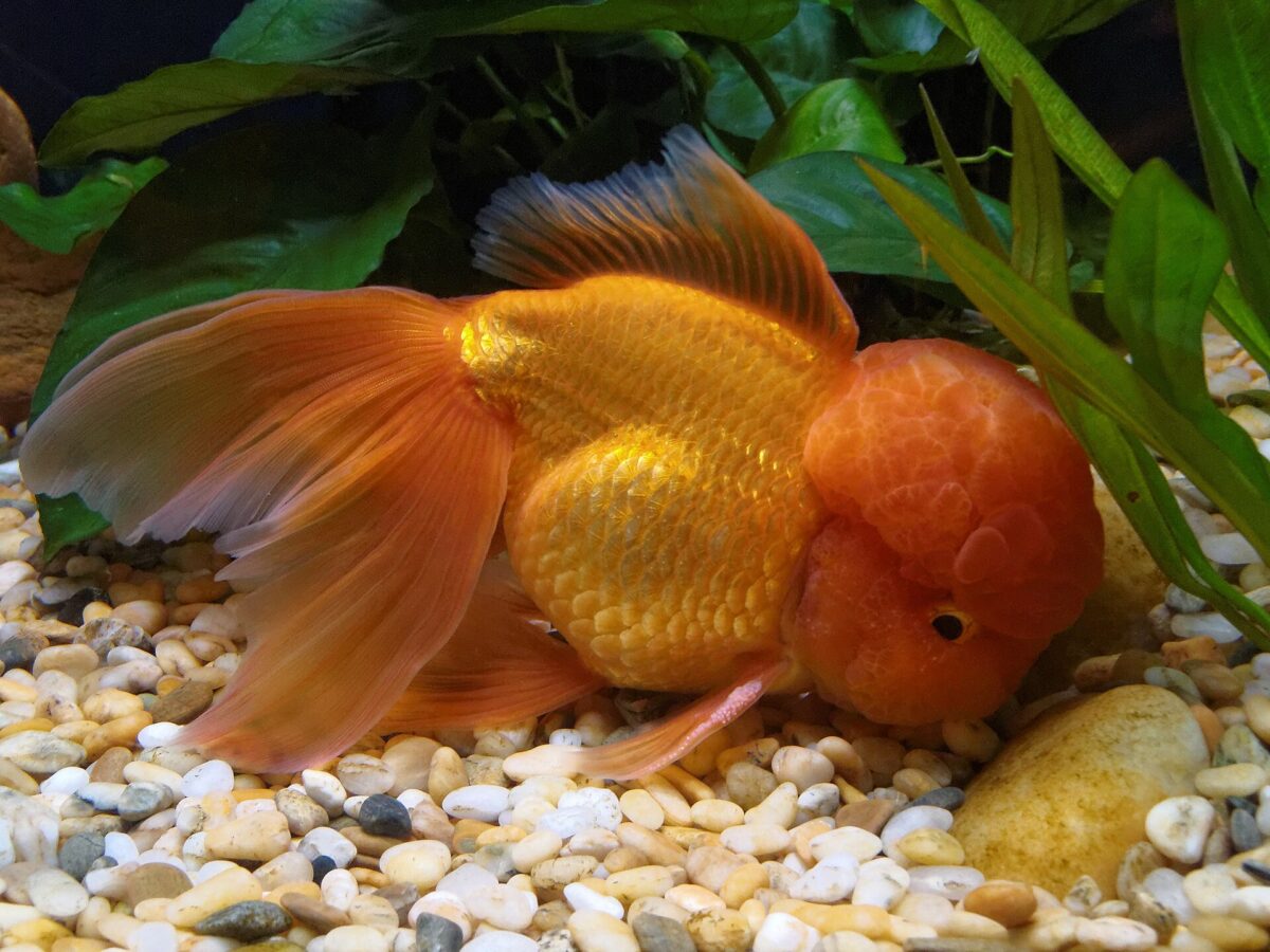 Oranda (Carassius auratus (oranda varyeti))