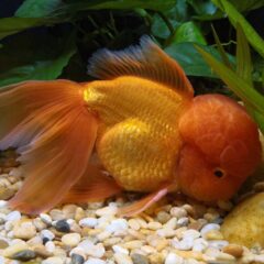 Oranda (Carassius auratus (oranda varyeti))
