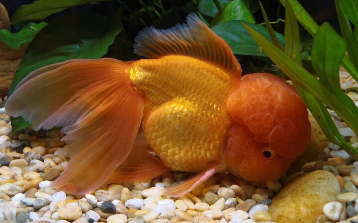 Oranda (Carassius auratus (oranda varyeti))