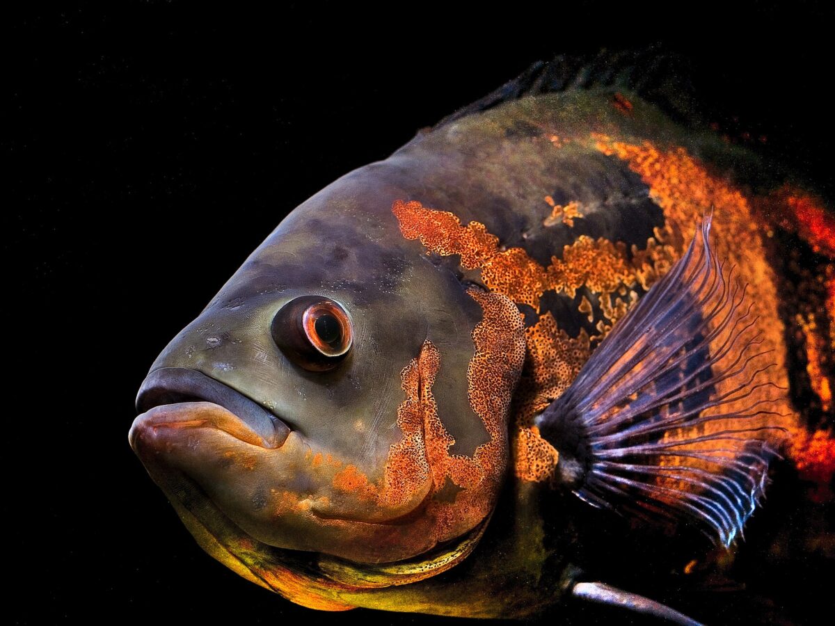 Oskar (Astronotus ocellatus)