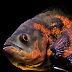 Oskar (Astronotus ocellatus)