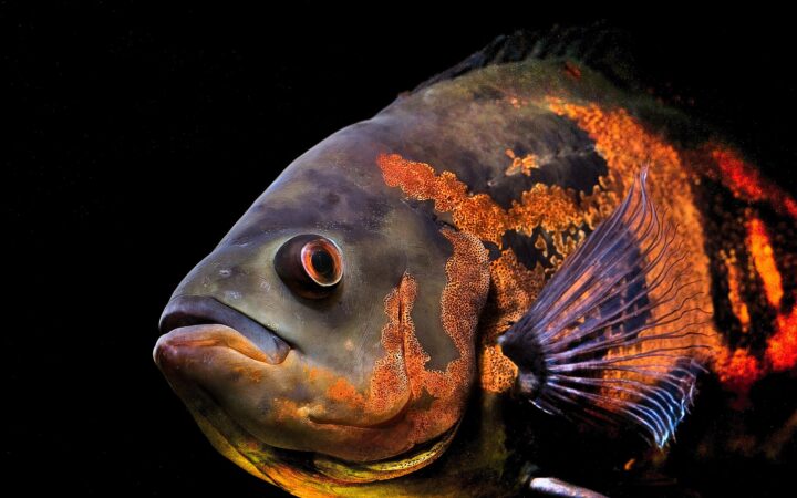 Oskar (Astronotus ocellatus)