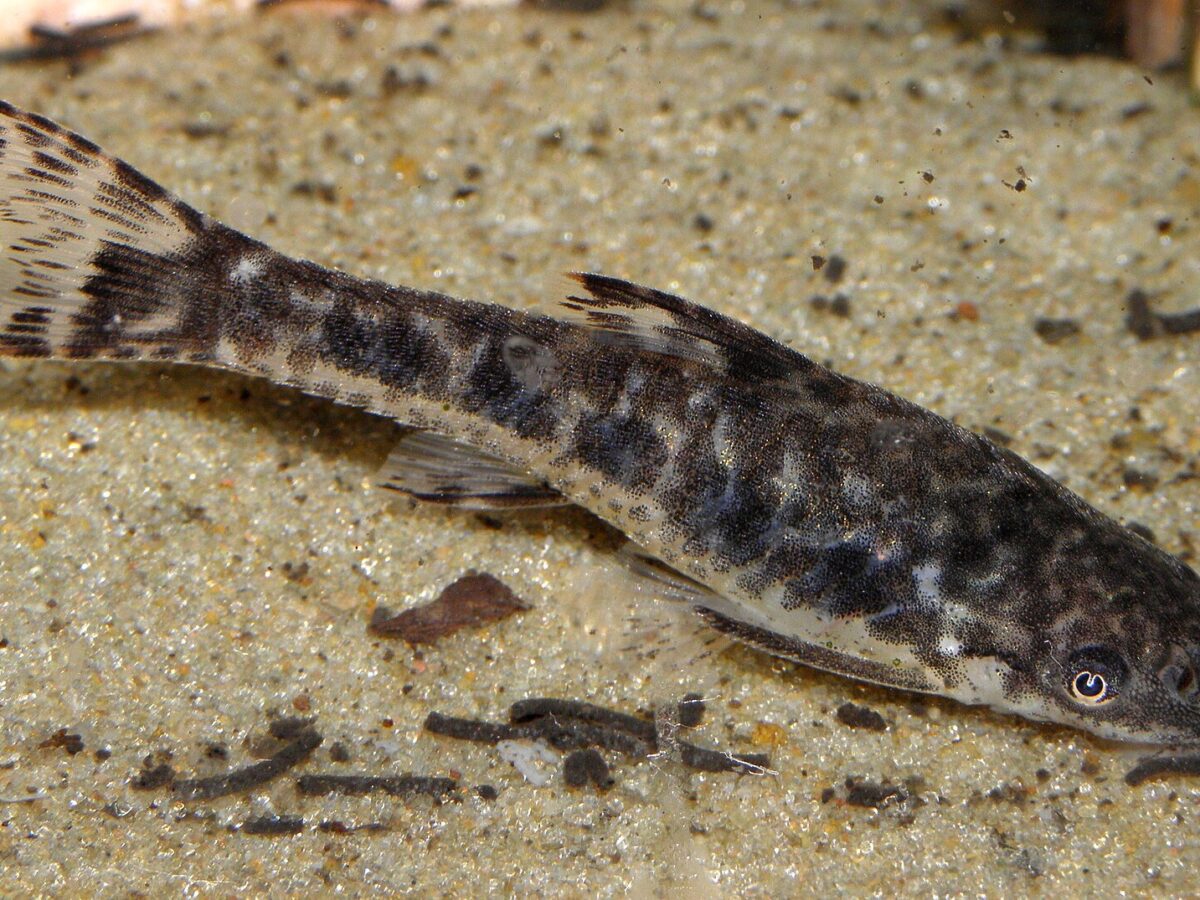 Otocinclus (Otocinclus vittatus)