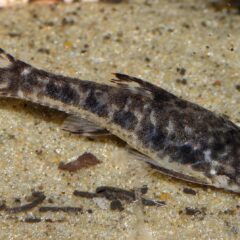 Otocinclus (Otocinclus vittatus)