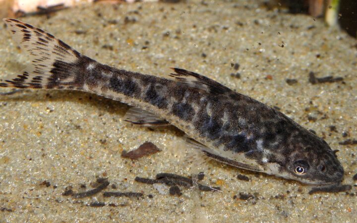 Otocinclus (Otocinclus vittatus)