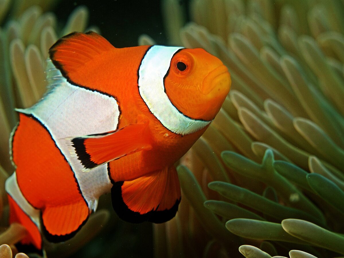 Palyaço Balığı (Amphiprion ocellaris)