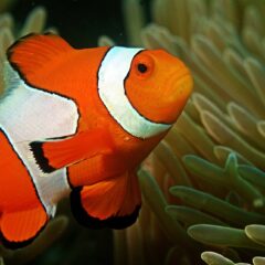 Palyaço Balığı (Amphiprion ocellaris)
