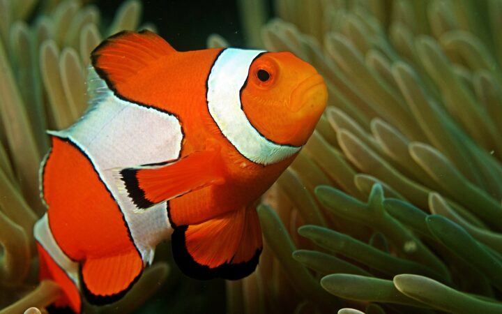 Palyaço Balığı (Amphiprion ocellaris)