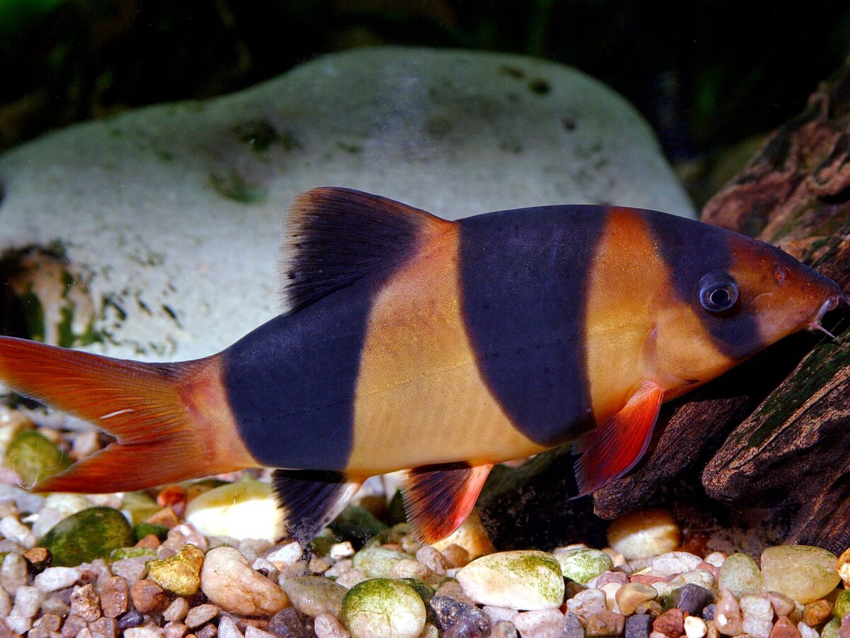 Palyaço Botia (Chromobotia macracanthus)