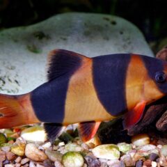 Palyaço Botia (Chromobotia macracanthus)