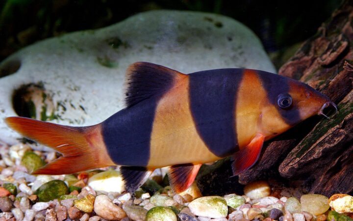 Palyaço Botia (Chromobotia macracanthus)