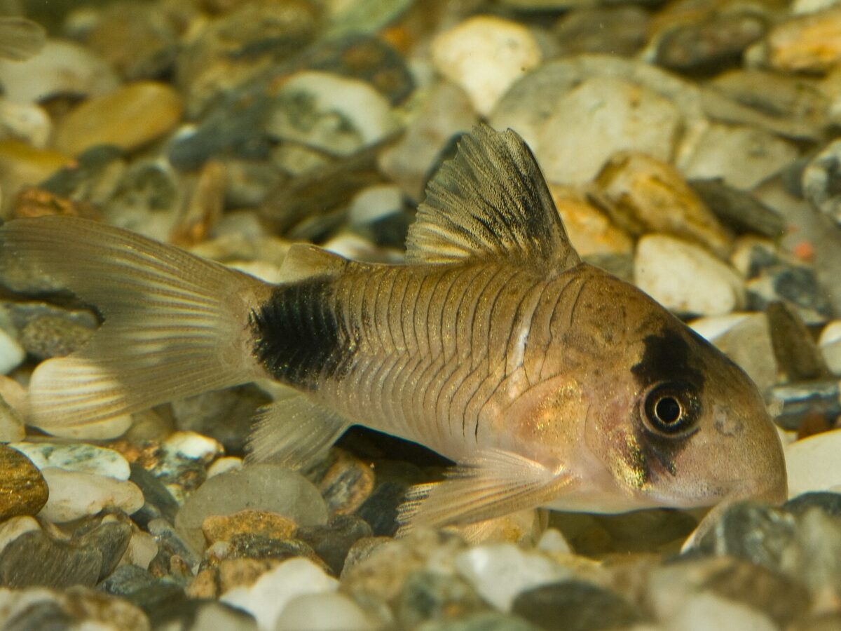 Panda Koridoras (Corydoras panda)