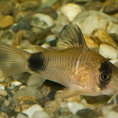 Panda Koridoras (Corydoras panda)