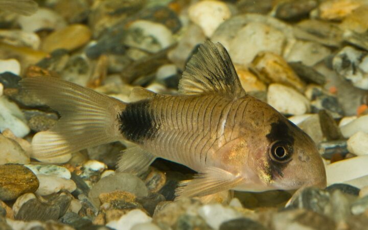 Panda Koridoras (Corydoras panda)