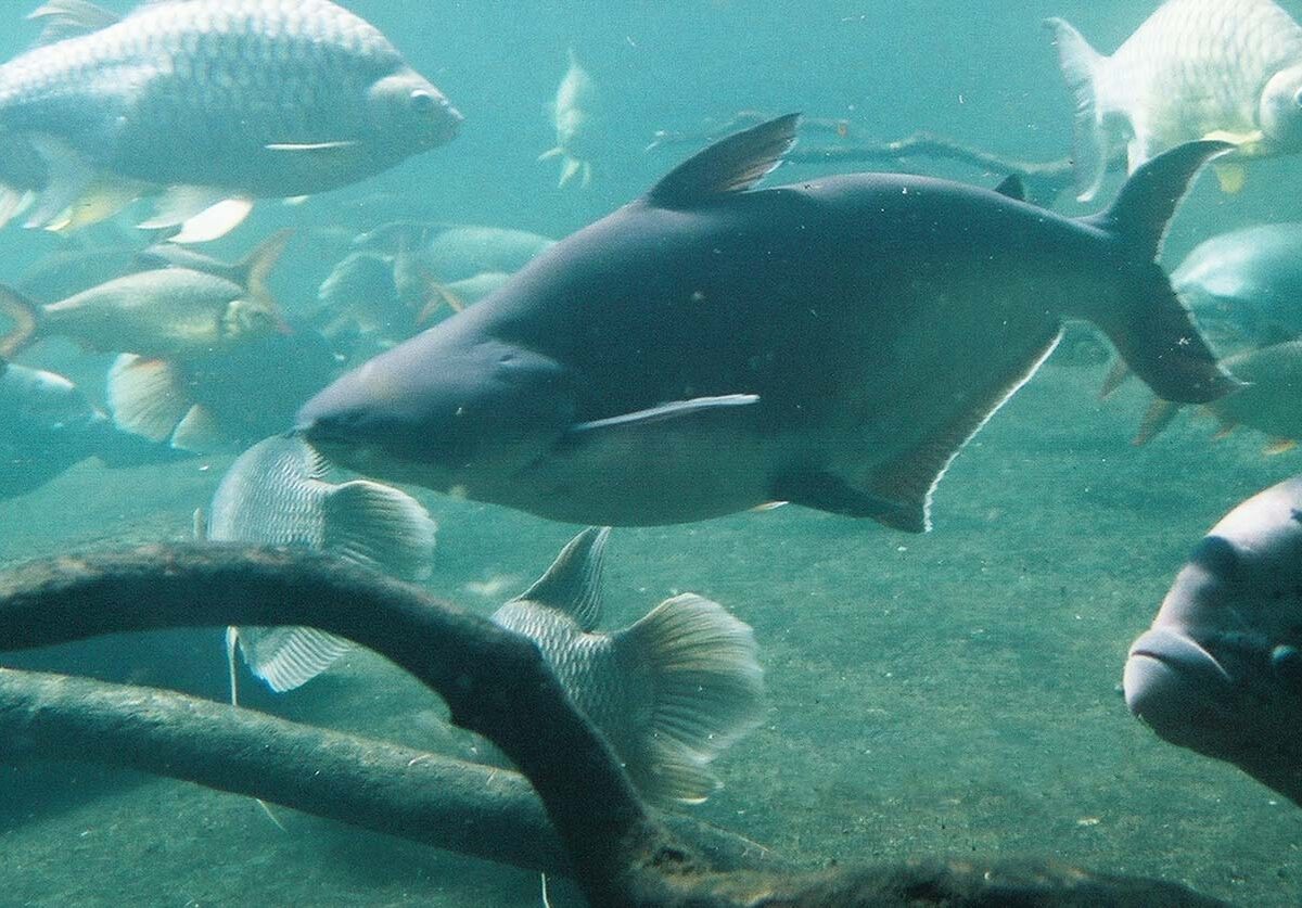 Pangasius (Köpekbalığı Kedi Balığı) (Pangasianodon hypophthalmus)