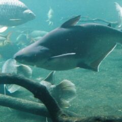 Pangasius (Köpekbalığı Kedi Balığı) (Pangasianodon hypophthalmus)
