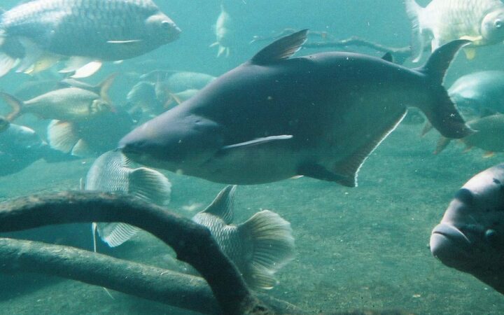 Pangasius (Köpekbalığı Kedi Balığı) (Pangasianodon hypophthalmus)