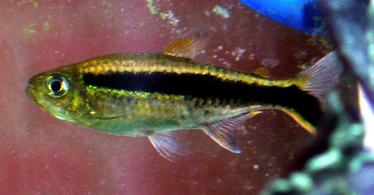 Penguen Tetra (Thayeria boehlkei)