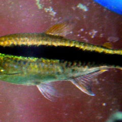 Penguen Tetra (Thayeria boehlkei)