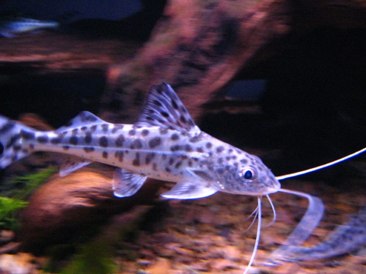Pictus Kedi Balığı (Pimelodus pictus)