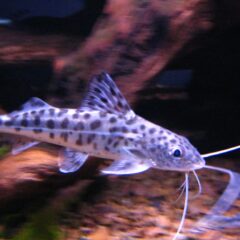 Pictus Kedi Balığı (Pimelodus pictus)