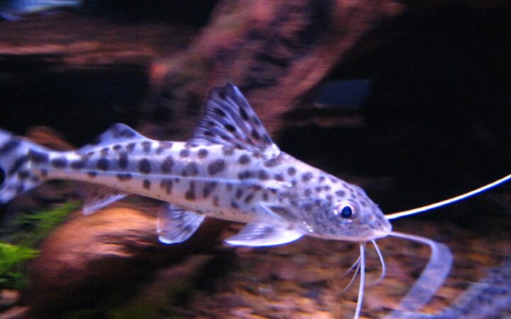 Pictus Kedi Balığı (Pimelodus pictus)