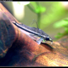 Pigme Koridoras (Corydoras pygmaeus)