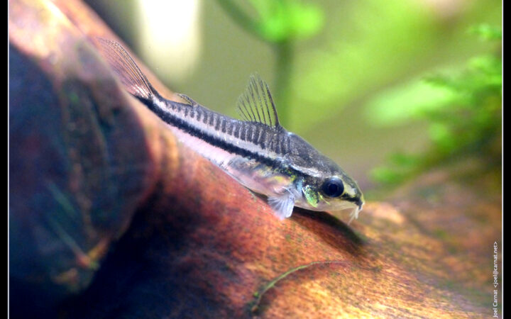Pigme Koridoras (Corydoras pygmaeus)