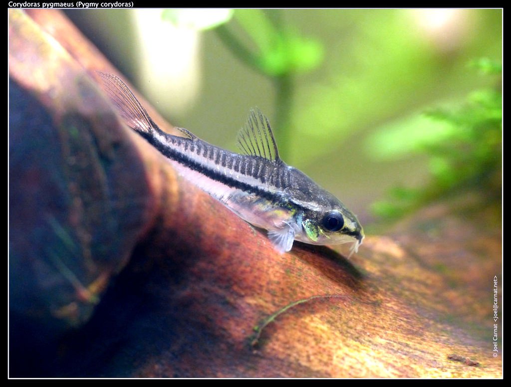 Pigme Koridoras (Corydoras pygmaeus)